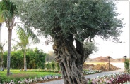 Ancient olive trees