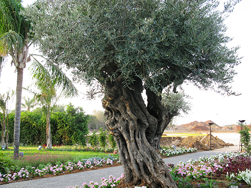 עצי זית עתיקים