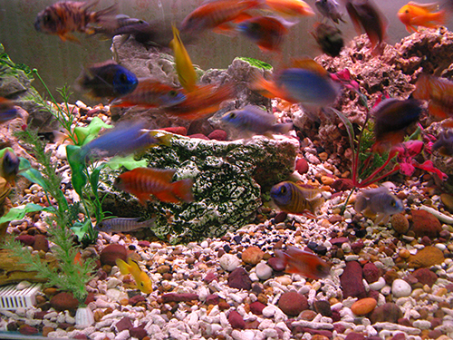 סלעים לאקווריום