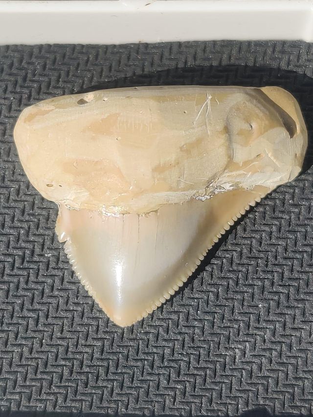שיני כריש מאובנים קריסטלים אבני חן מתנות מיוחדות שן כריש מאובנת