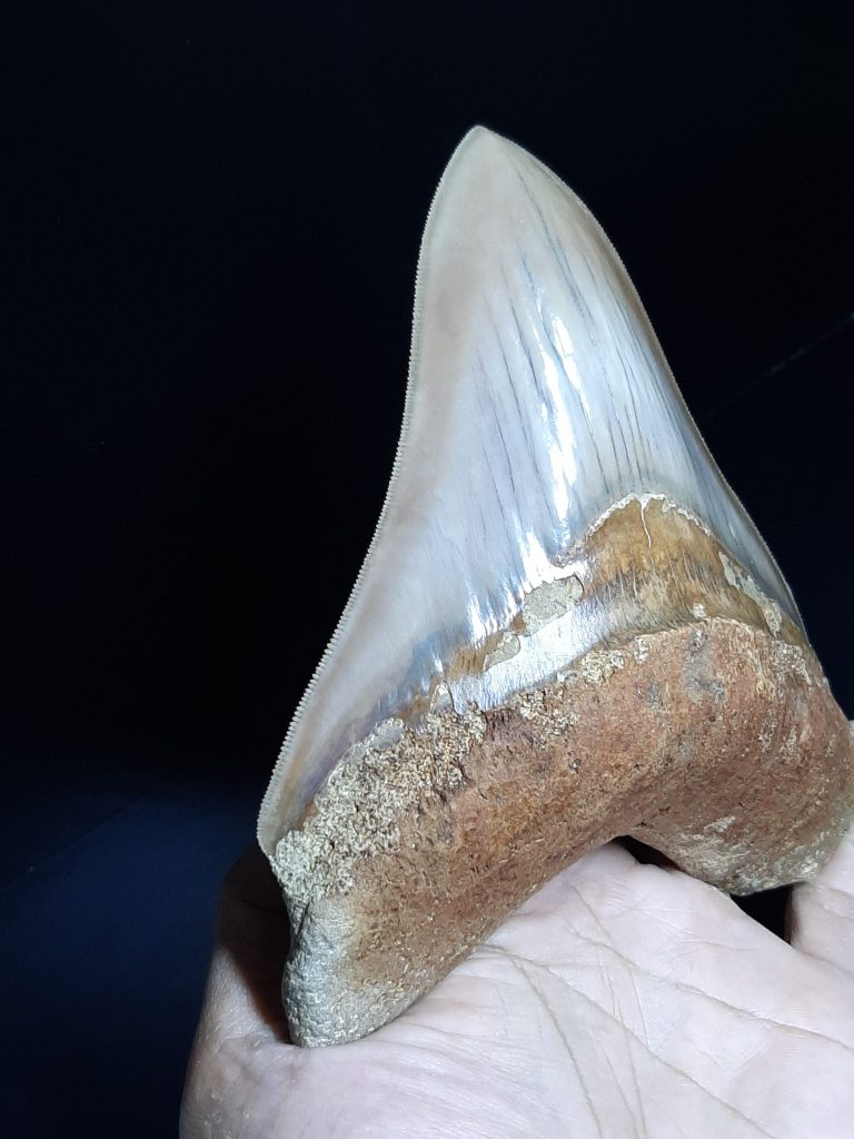 כריש מאובן למכירה מגלודון megalodon shark כפר הסלעים