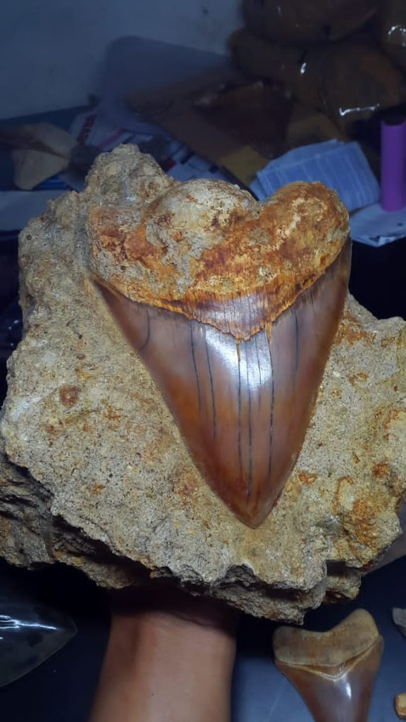 מאובן שן של כריש כפר הסלעים אמונייט נאוטילוס אספנות