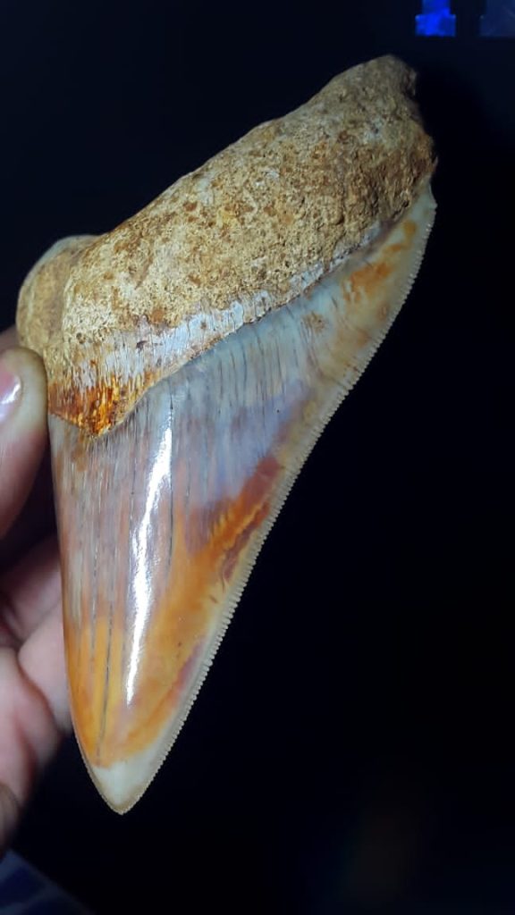 מאובן שן של מגלודון מאינדונזיה למכירה מאובני דגים