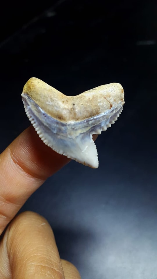 שן מאובן כריש מאובנים מכירת קריסטלים חנות