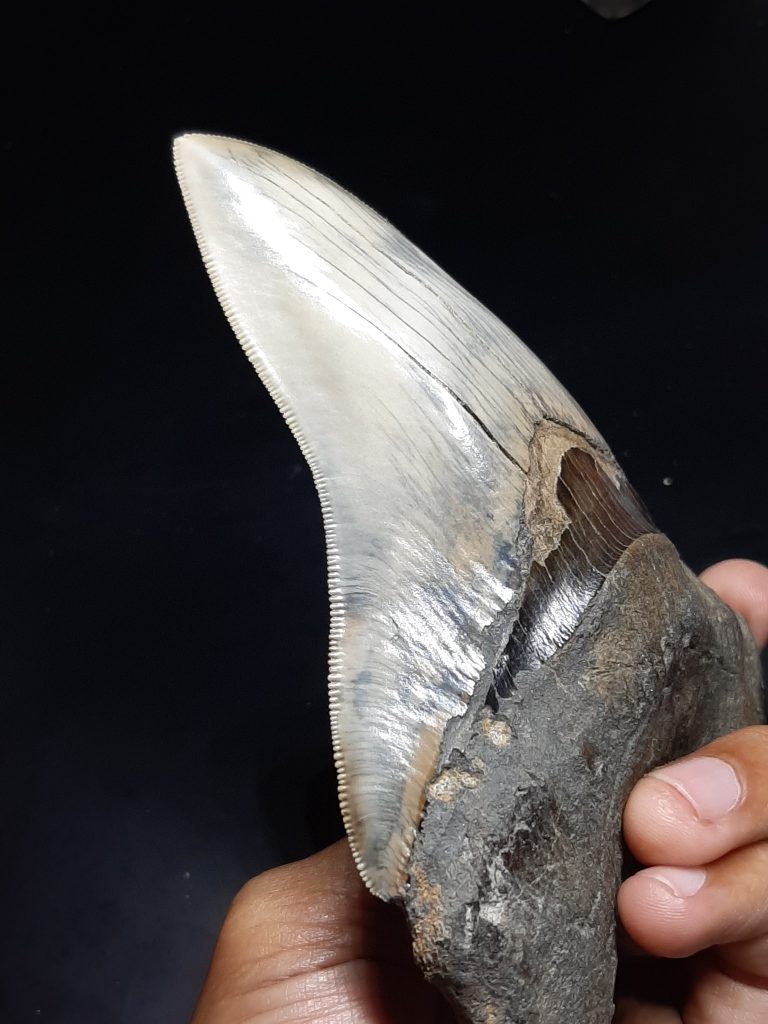 שן כריש ענק מאובן למכירה מגלודון megalodon shark כפר הסלעים