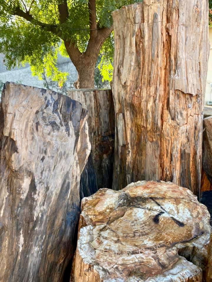עץ מאבן יער מאובנים בישראל למכירה