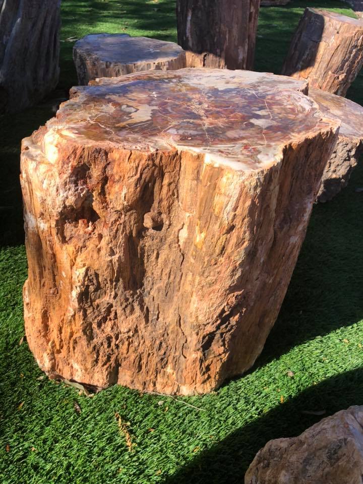 גזע של עץ מאובן גדול למכירה בכפר הסלעים