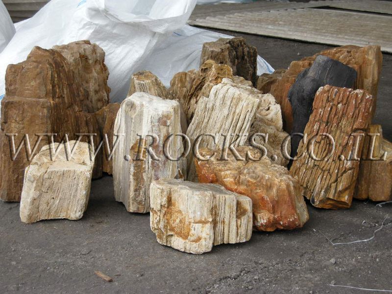 גזעים מאובנים petrified wood