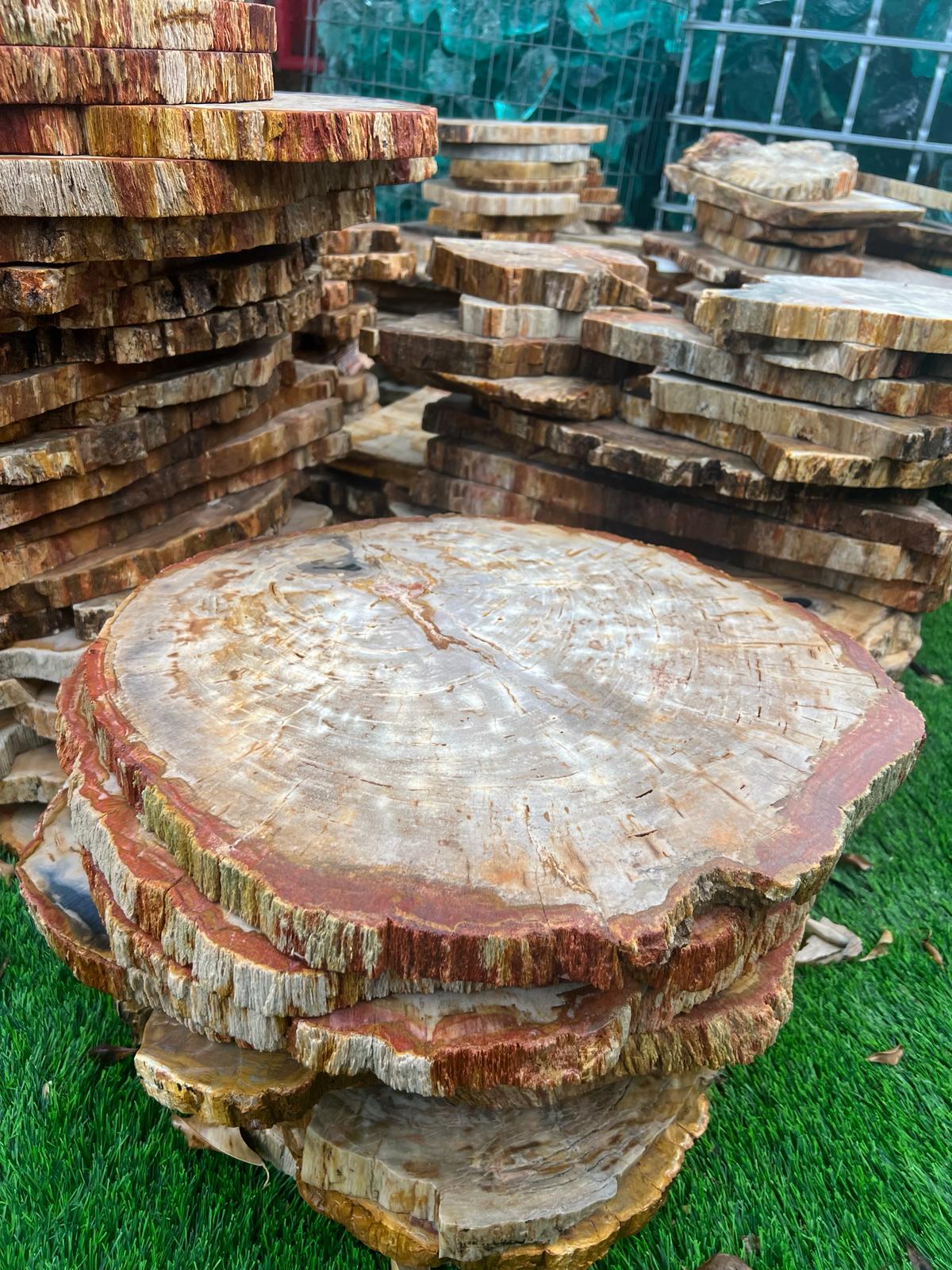 petrified wood פרוסת עץ מאובן