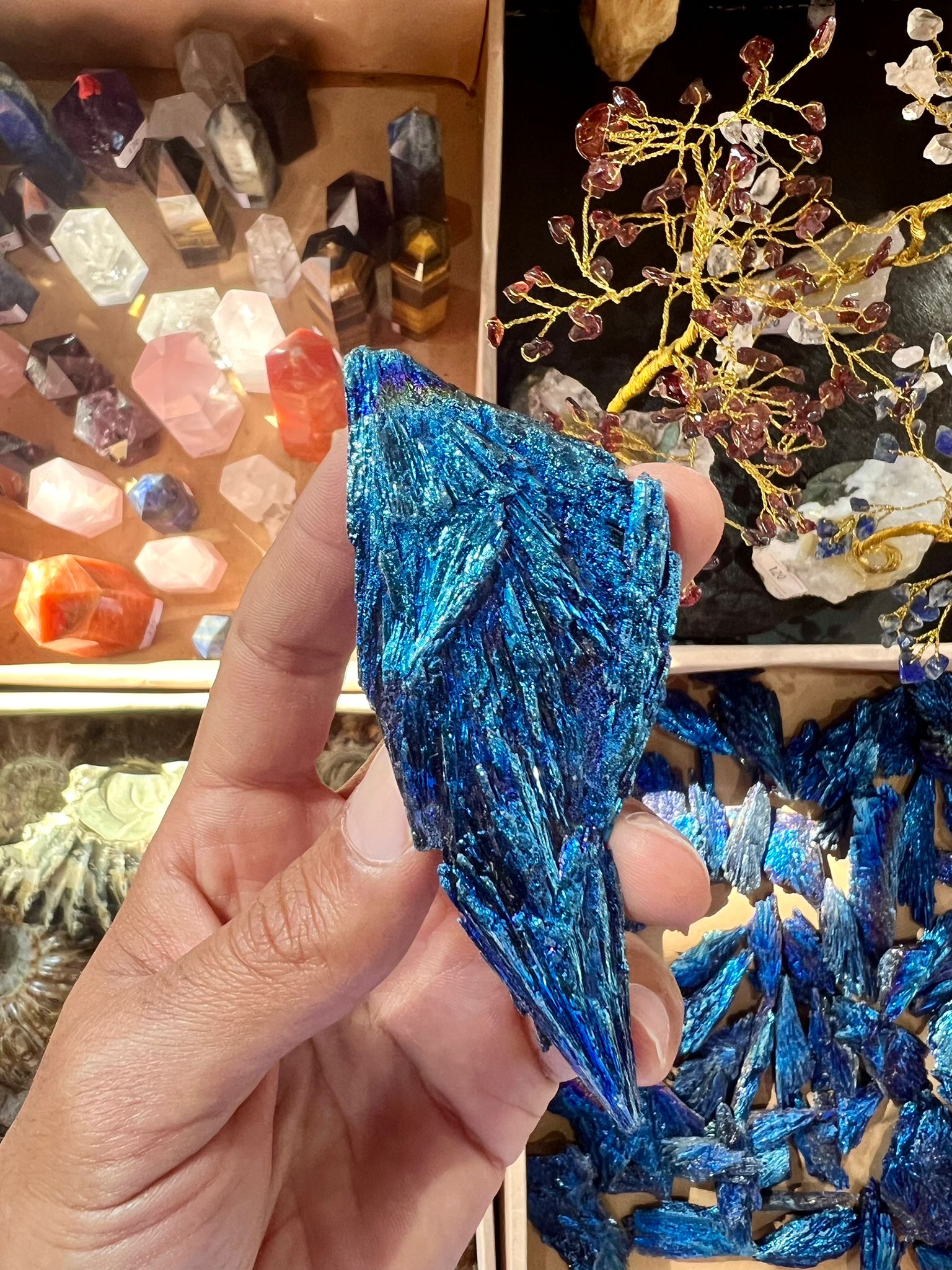 קיאנייט כחולה מניפה