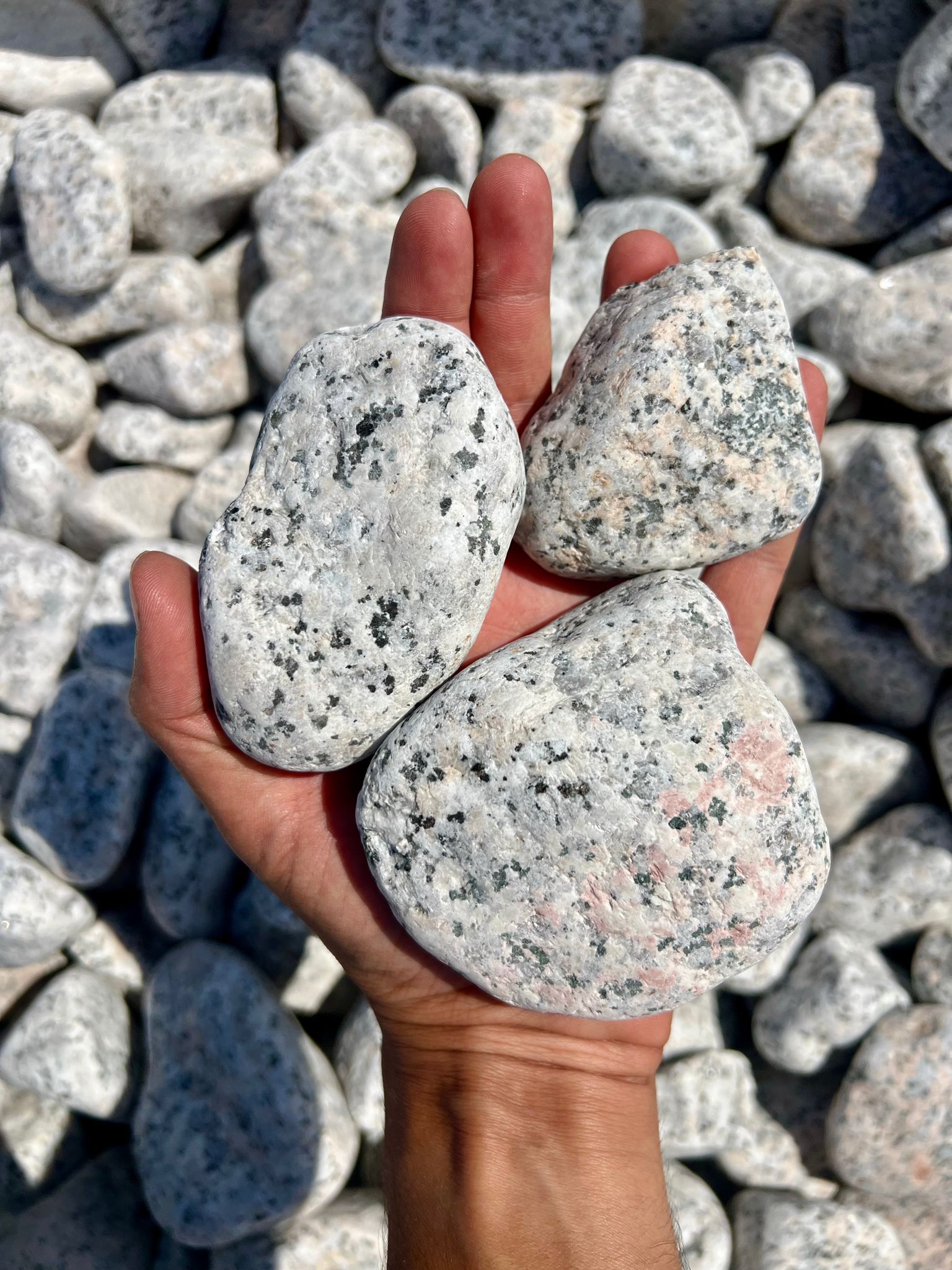 חלוקי נחל ניצת הדובדבן אבן נחל לגינה