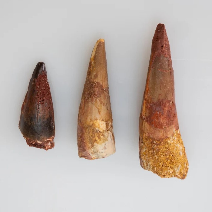 fossilized dinosaur teeth שיניים מאובנות של דינוזאור