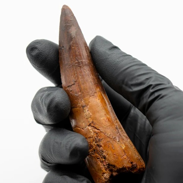 fossils of dinosaur for sale in israel מאובן של שן דינוזאור למכירה