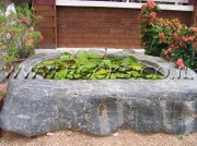 Rock Pool