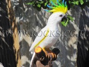 Birds Cast