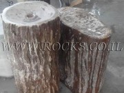 Fossil Stems