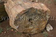 Fossil Stems