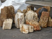 Fossil Stems