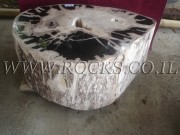 Fossil Wood