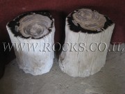 Fossil Stems