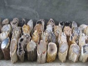 Fossil Stems