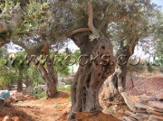 Ancient Olive Trees