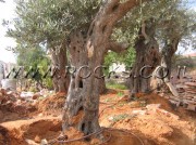 Ancient Olive Trees