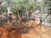 Ancient Olive Trees