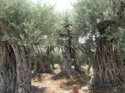 Ancient Olive Trees