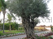 Ancient Olive Trees