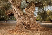 Ancient Olive Trees