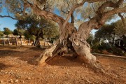 Ancient Olive Trees
