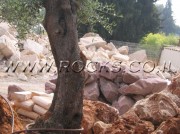 Ancient Olive Trees