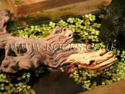 שורשים וגזעים לגינה