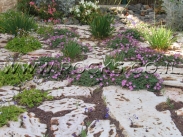 אבן דריכה פראית מנוסרת   