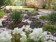 אבן דריכה פראית מנוסרת   