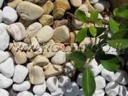 חלוקי נחל פונטש