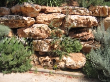 סלע לקט גליל