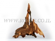 גזעים ושורשים לאקווריום.