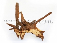 גזעים ושורשים לאקווריום