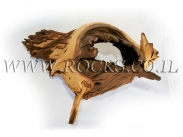 גזעים ושורשים לאקווריום.