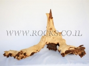 גזעים ושורשים לאקווריום.