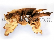 גזעים ושורשים לאקווריום.