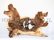 גזעים ושורשים לאקווריום.