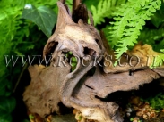 שורשים וגזעים לגינה