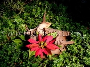 שורשים וגזעים לגינה