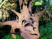 שורשים וגזעים לגינה