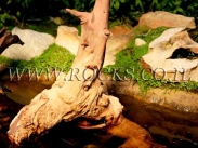 שורשים וגזעים לגינה