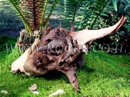 שורשים וגזעים לגינה