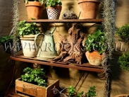 שורשים וגזעים לגינה